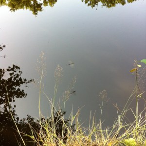 voix chant chaman fées coaching scène musique magie